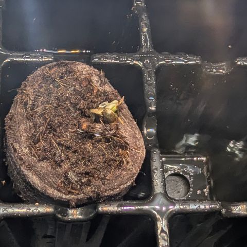 Purple Lemonade FF growlog timeline photo