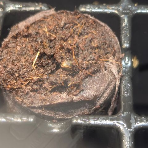 Purple Lemonade FF growlog timeline photo