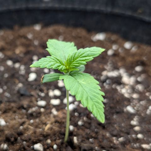 Purple Lemonade FF growlog timeline photo