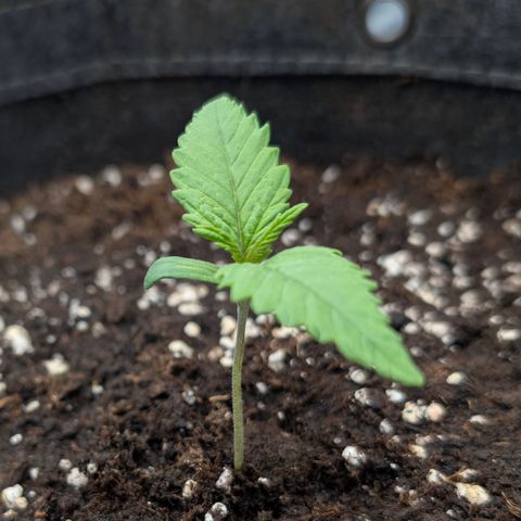 Purple Lemonade FF growlog timeline photo
