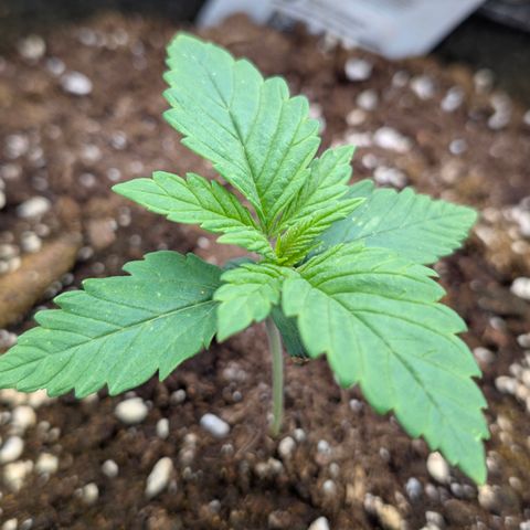 Purple Lemonade FF growlog timeline photo