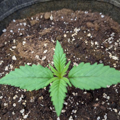 Purple Lemonade FF growlog timeline photo
