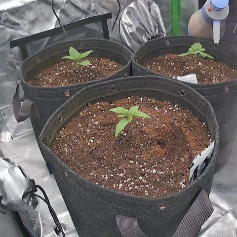 Purple Lemonade FF growlog timeline photo