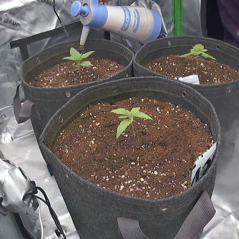 Purple Lemonade FF growlog timeline photo