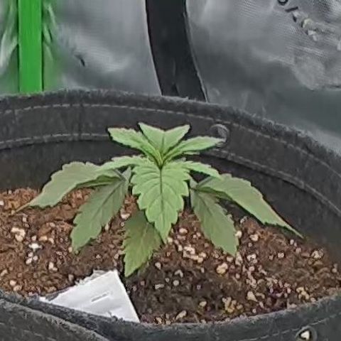 Purple Lemonade FF growlog timeline photo