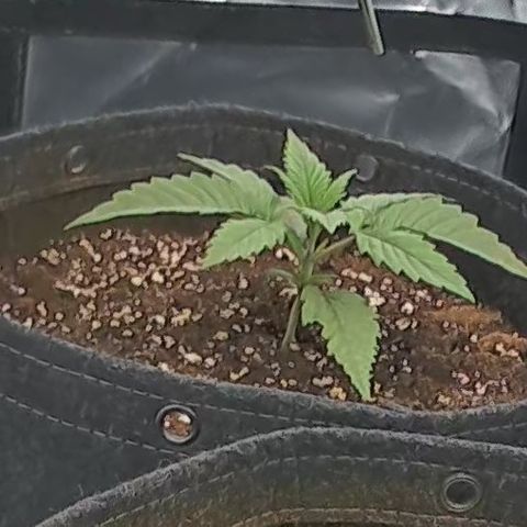 Purple Lemonade FF growlog timeline photo