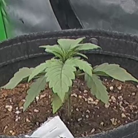 Purple Lemonade FF growlog timeline photo