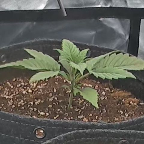 Purple Lemonade FF growlog timeline photo