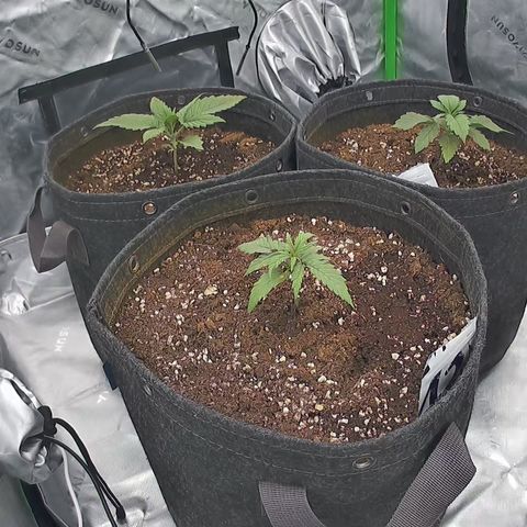 Purple Lemonade FF growlog timeline photo