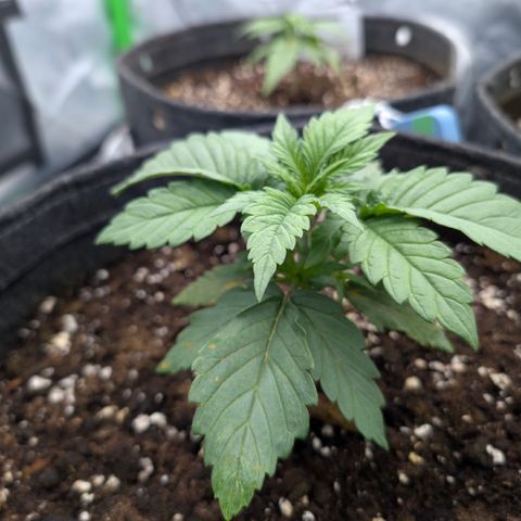 Purple Lemonade FF growlog timeline photo