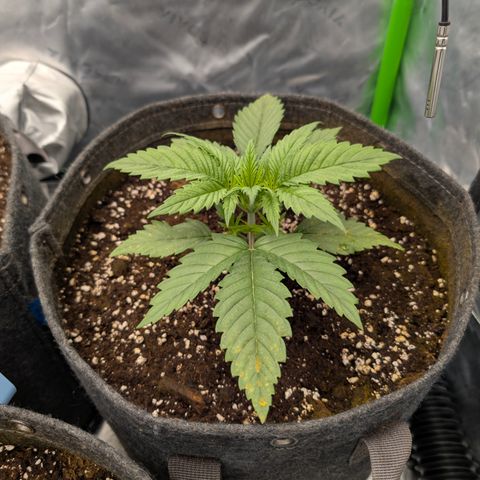 Purple Lemonade FF growlog timeline photo