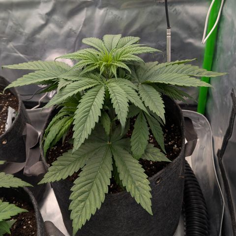 Purple Lemonade FF growlog timeline photo