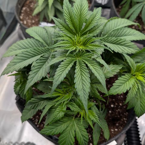 Purple Lemonade FF growlog timeline photo