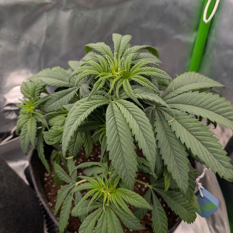 Purple Lemonade FF growlog timeline photo