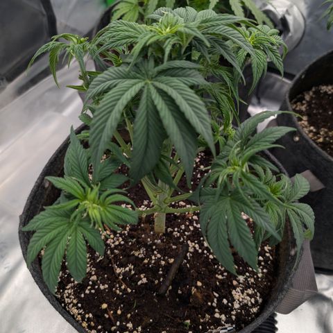 Purple Lemonade FF growlog timeline photo