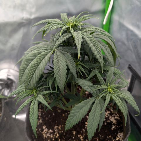 Purple Lemonade FF growlog timeline photo