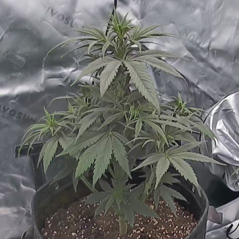 Purple Lemonade FF growlog timeline photo