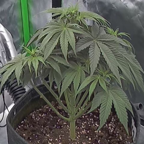 Purple Lemonade FF growlog timeline photo
