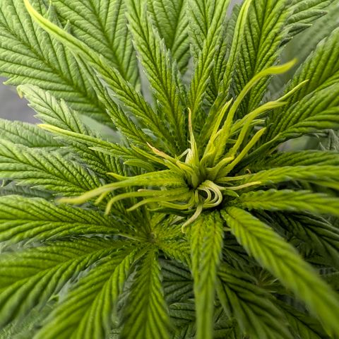 Purple Lemonade FF growlog timeline photo
