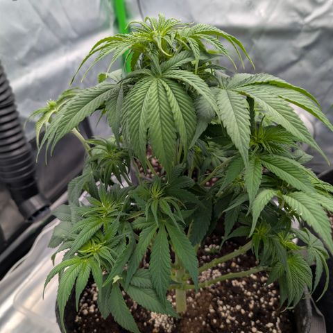 Purple Lemonade FF growlog timeline photo