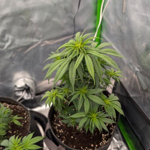 Purple Lemonade FF growlog timeline photo