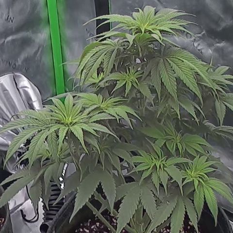 Purple Lemonade FF growlog timeline photo