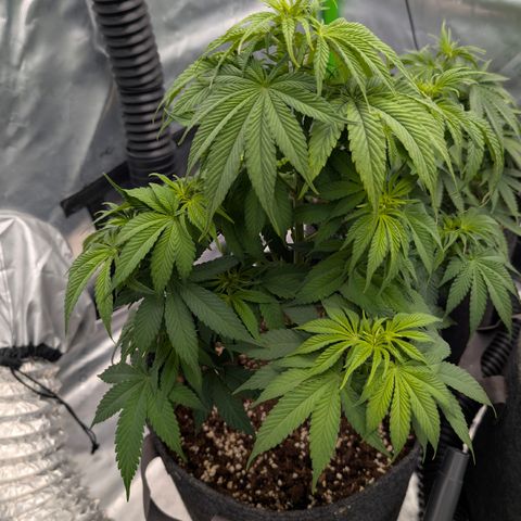 Purple Lemonade FF growlog timeline photo