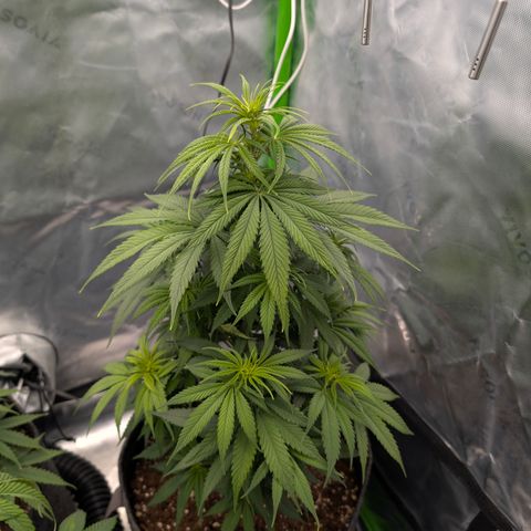 Purple Lemonade FF growlog timeline photo