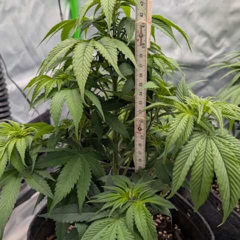Purple Lemonade FF growlog timeline photo