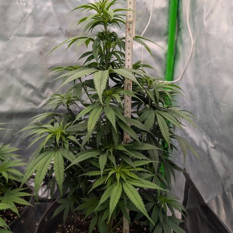 Purple Lemonade FF growlog timeline photo