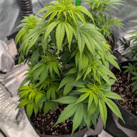 Purple Lemonade FF growlog timeline photo