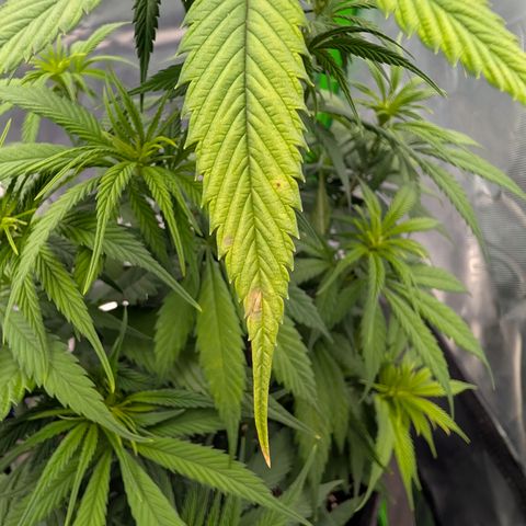 Purple Lemonade FF growlog timeline photo