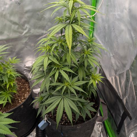 Purple Lemonade FF growlog timeline photo