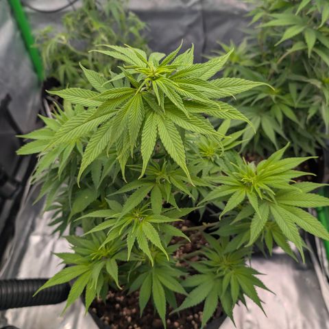 Purple Lemonade FF growlog timeline photo