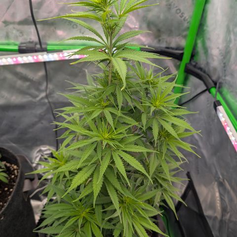 Purple Lemonade FF growlog timeline photo