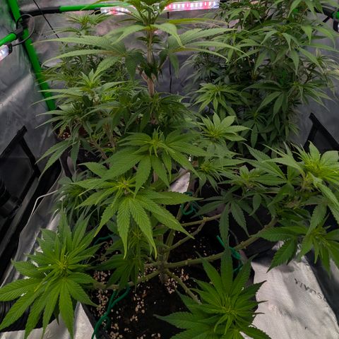 Purple Lemonade FF growlog timeline photo