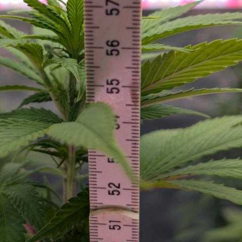 Purple Lemonade FF growlog timeline photo