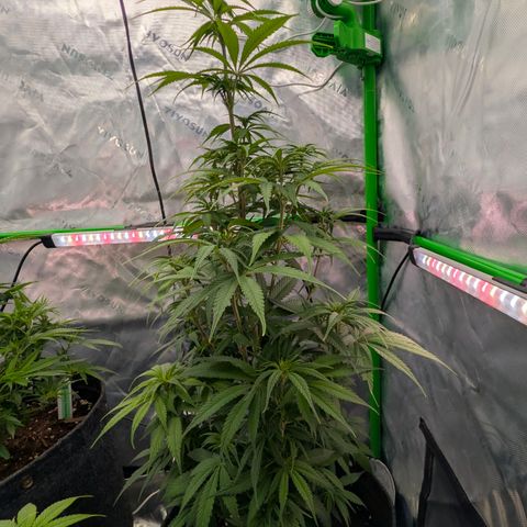Purple Lemonade FF growlog timeline photo