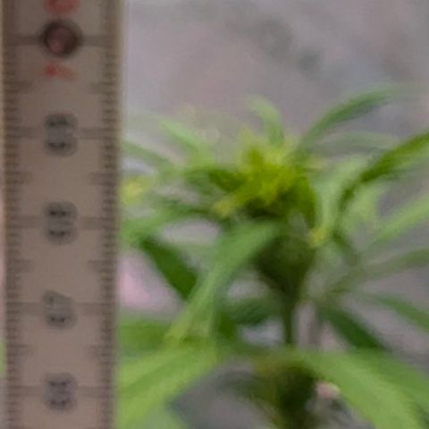 Purple Lemonade FF growlog timeline photo
