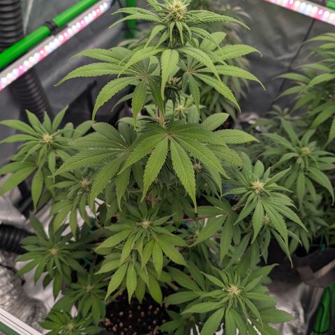 Purple Lemonade FF growlog timeline photo