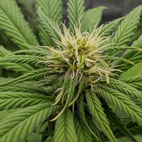 Purple Lemonade FF growlog timeline photo