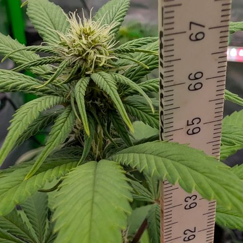 Purple Lemonade FF growlog timeline photo