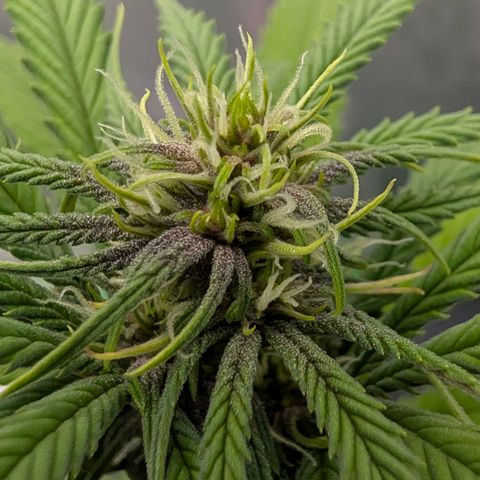 Purple Lemonade FF growlog timeline photo