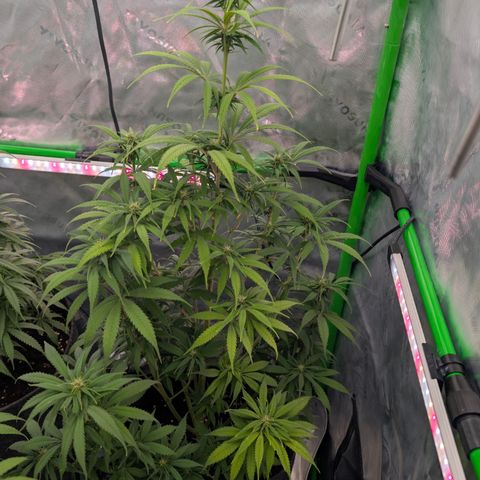 Purple Lemonade FF growlog timeline photo