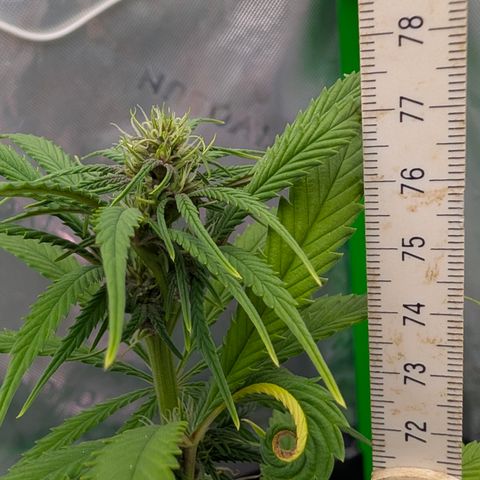 Purple Lemonade FF growlog timeline photo