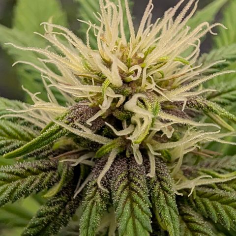 Purple Lemonade FF growlog timeline photo