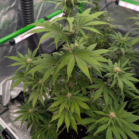 Purple Lemonade FF growlog timeline photo
