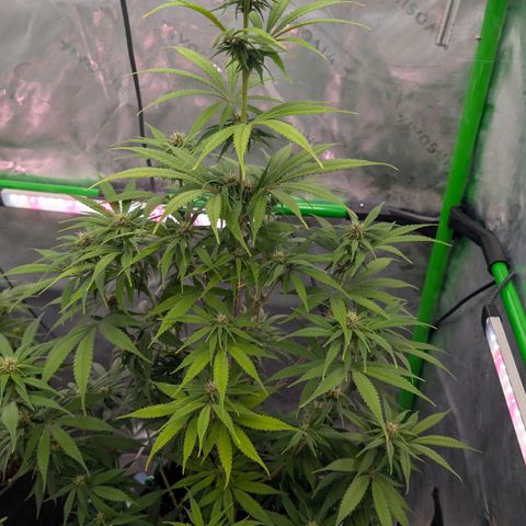 Purple Lemonade FF growlog timeline photo