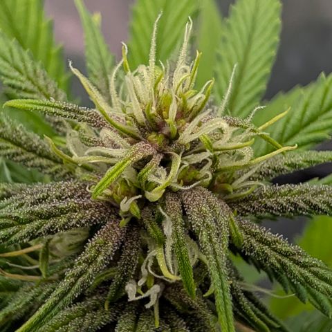 Purple Lemonade FF growlog timeline photo