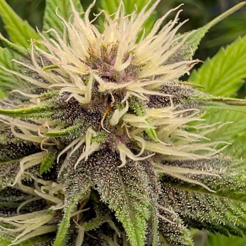 Purple Lemonade FF growlog timeline photo